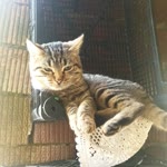 Kuzey