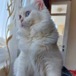 Malak
