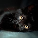 Hasan