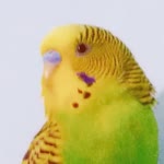Semra