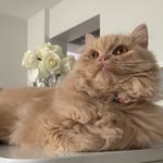 Dilan