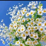 Elif