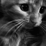 Beren