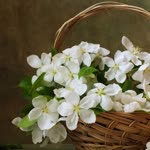 Ebru