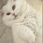 Damla