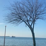 Merve