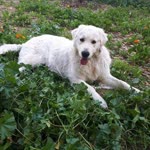 Halil
