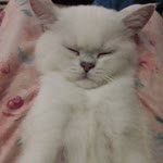 Elif