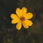 Fulya