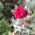 Ercan