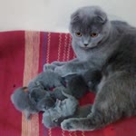 Ebru