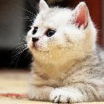 Seher