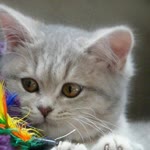 Fatma