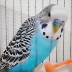 Hanım