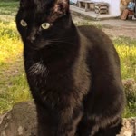 Gaye
