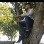 Doğan