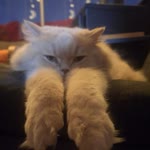Emel