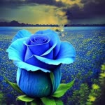 Nihal