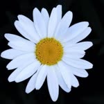 Sevda