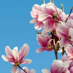 Nihal