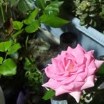 Ebru
