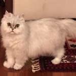 Hakkı