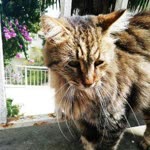 Ceren