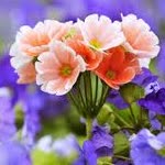 Fatma