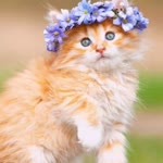 Nihal