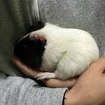 Pet