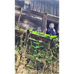 Neslihan