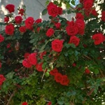 Hatice