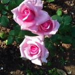 Emine