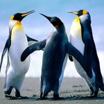 Profil fotoğrafı
