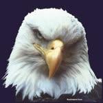 Umut