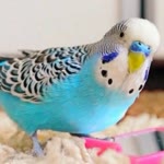 Kurnaz