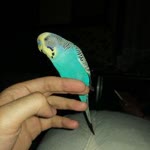 Ali