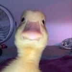 Rap