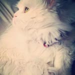 Enes