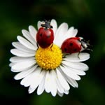 Arzu