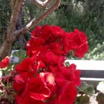 Damar