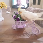 Dilek