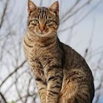 Züleyha