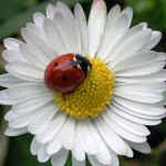 Özlem