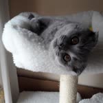 Burcu