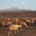 Efkan