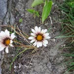 Nazlı
