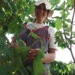 Peren