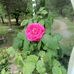 Demet