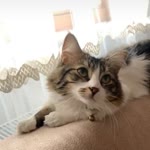 Filiz